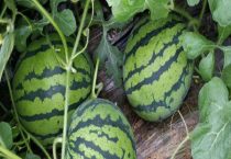 美都西瓜和8424的区别？