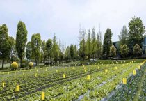 基本农田和永久基本农田区别？