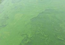 野鸭养殖场建设方案