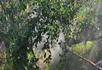 噻苯隆的使用方法与注意事项