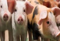 非洲猪瘟最简单的辨认多久？