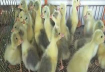 鹅出栏多久效益最高