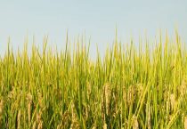 水改旱”能增加收入 是真的吗？