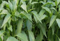 辣椒苗一定要掐顶吗？