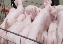 猪精稀释液比例是多少？