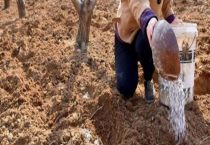 氮肥对植物的作用促进哪部分生长