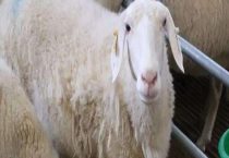 湖羊适合在哪里养殖