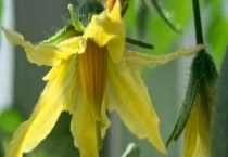 大棚西红柿下午点花可以吗？