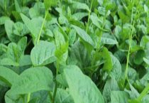 木耳菜五月份可以种吗？