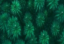 最小的光合自养生物有哪些？