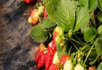 草莓打农药吗？