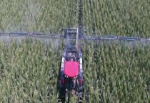 胺鲜乙烯利在玉米上的使用