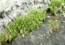 西草净杀青苔可以吗？