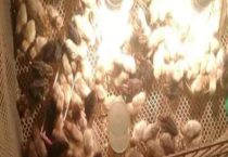 芦丁鸡要24小时照明吗？