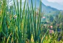 治葱蛆虫的偏方