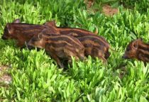 什么是农村创业致富的途径