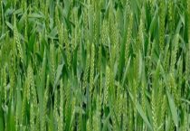 哪种冬小麦种子好