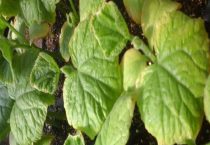 黄瓜苗叶子发黄是什么原因？