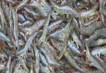 对虾和明虾有什么区别？？