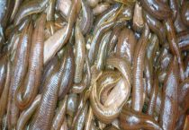 养殖水蛭的最大困难是什么？