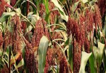 高粱的亩产量是多少？