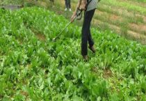 敌敌畏可以打蔬菜用吗？