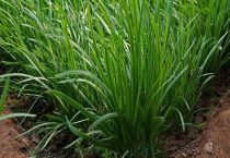 韭菜上什么肥料长得肥