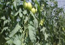 西红柿要打顶摘掉分枝吗？