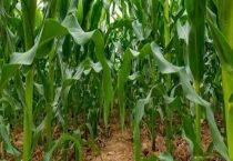 东单1331抗锈病吗？