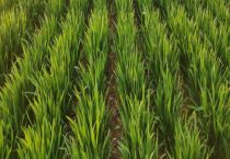 适合秋天播种的农作物有哪些？