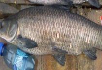 青鱼吃玉米吗？