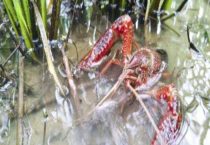 小龙虾要放水养吗？