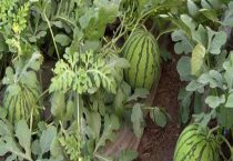 西瓜属于果树吗？