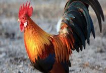 公鸡爪子上多了一个脚趾叫什么？