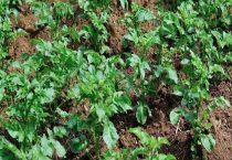 土豆苗可以移栽吗？