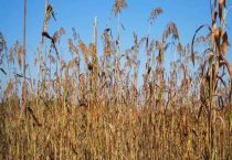 茅台酒的高粱品种