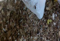 花生壳怎么发酵做营养土