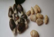 棉花种子一定需要阳光才发芽吗？