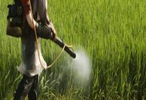 多菌灵治大蒜锈病吗？