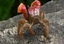 螃蜞和螃蟹的区别？