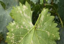 葡萄霜霉病的防治多久？