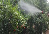 敌草快与百草枯的区别？