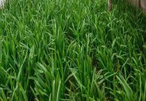 秋天几月份种韭菜