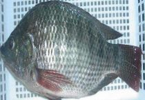 罗非鱼是鲫鱼吗？