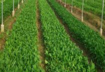 氮肥可以种菜吗？