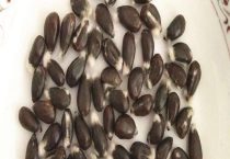 棉花种子能保存多长时间？