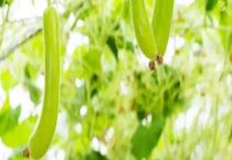 瓠子和西葫芦是一个东西吗？