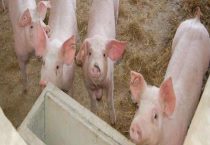 小猪后腿无力无法站立的原因？