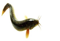 二色泥鳅一斤多少钱？生活习惯是什么？