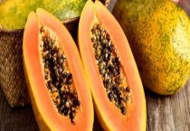 青木瓜籽怎么种